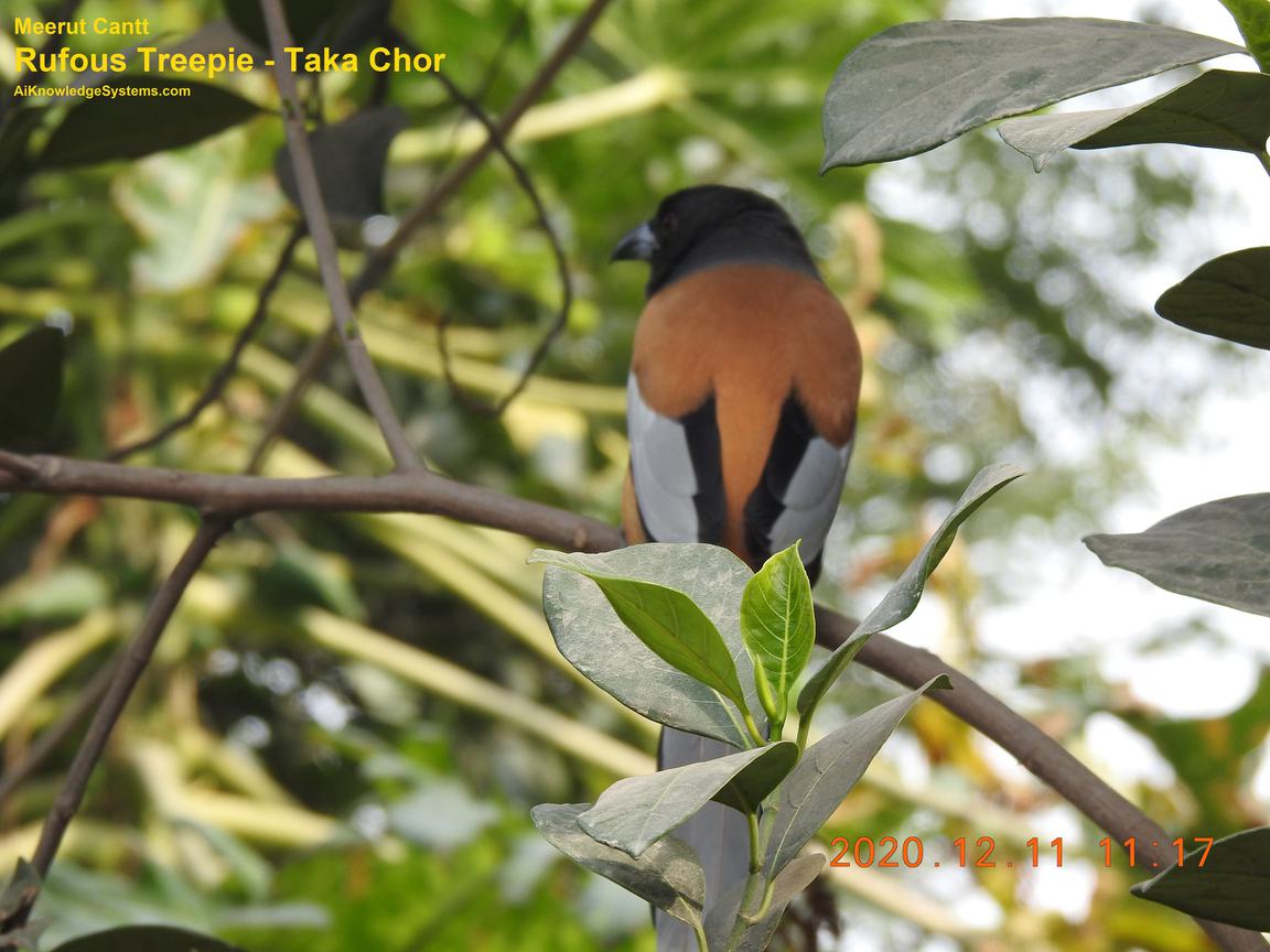 Rufous Treepie (27) Coming Soon